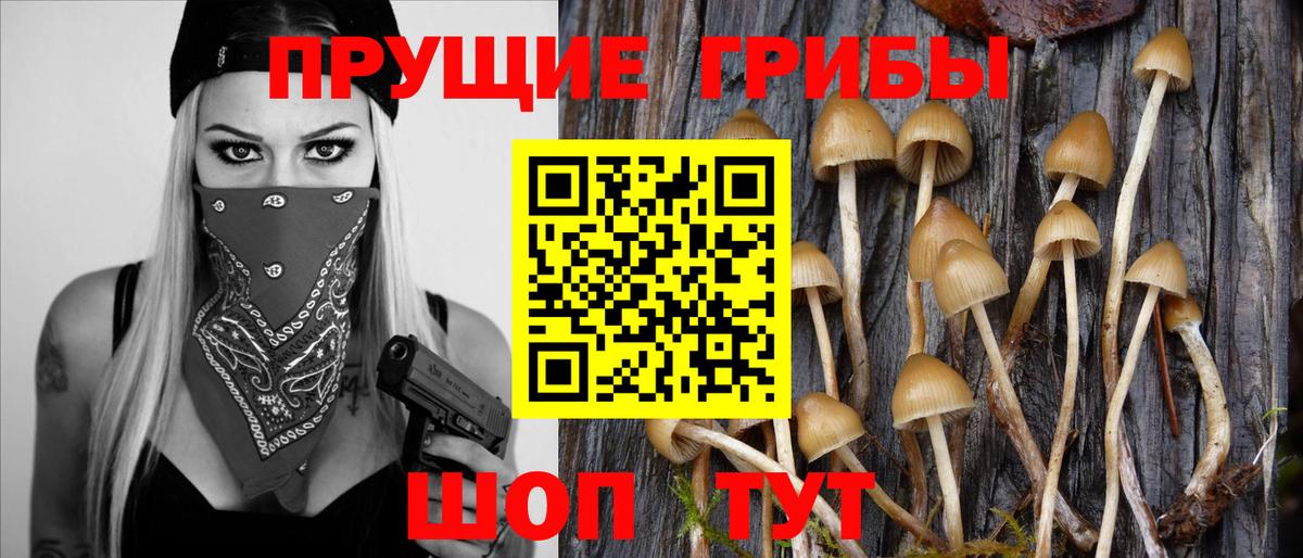 Карпинск  Псилоцибиновые грибы прущие грибы  Вход с VPN  Псилоцибиновые грибы Psilocybe 